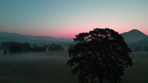 Dawn Behind a Tree (Slow Ascend) Video stock 252133088