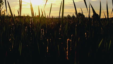 Dawn Cat Tails Stock Footage 169665458