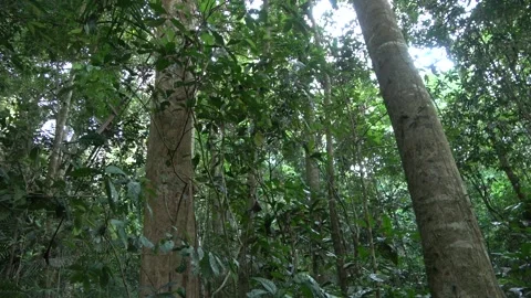 Dawn chorus, Malaysia Stock Footage 135716662
