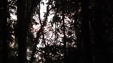 Dawn chorus, Malaysia Video stock 135716663