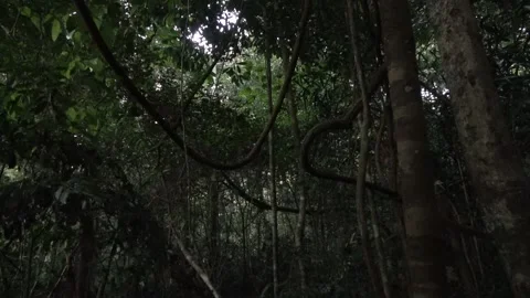 Dawn chorus, Malaysia Stock-Footage 135716817