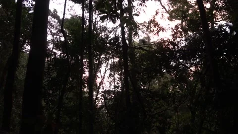 Dawn chorus, Malaysia Stock Footage 135716856