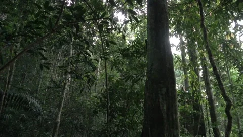 Dawn chorus, Malaysia Video stock 135716944