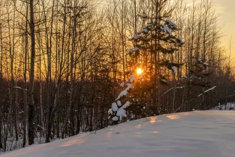 Dawn. Christmas. Stock Photos