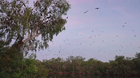 Dawn clip of flying fox bats roosting in a tree at katherine gorge Stock-Footage 157470943