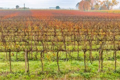 Dawn on cultivated fields Stock Photos