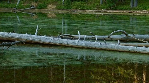 Dawn dead log in forest lake Hidden Swamp Oregon Cascades Oval Lake Mt. Hood Stock Footage 81613837