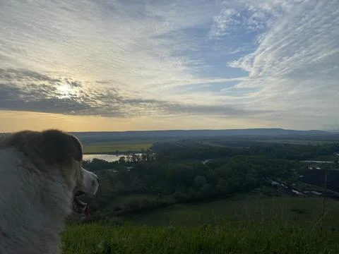 Dawn with a dog Stockfoto's