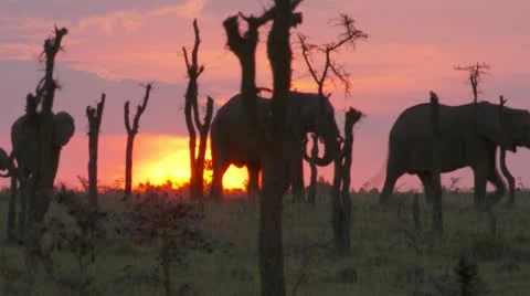 At dawn, elephants and wildebeest Vídeos de archivo 12649834