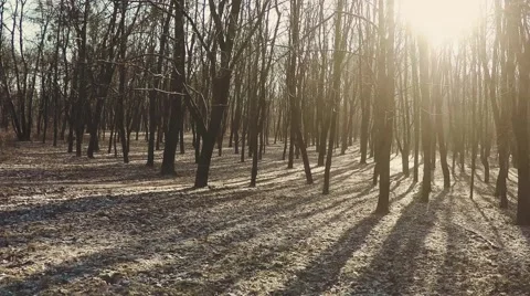 Dawn in an empty park in autumn Stock Footage 45605953