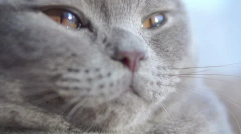 Dawn on the face cat 스톡 동영상 45587981