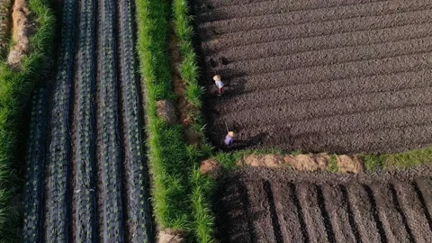 Dawn farm workers tend crops. Two laborers cultivating fields at sunrise Stock Footage 332433634