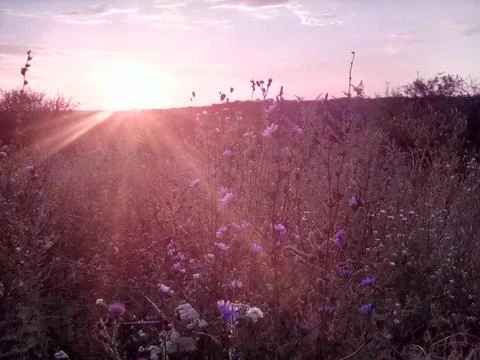 Dawn in the field Stock Photos