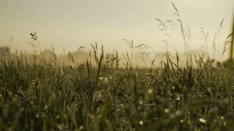 Dawn in the field the rays of the sun 4K Stock Footage 112435790