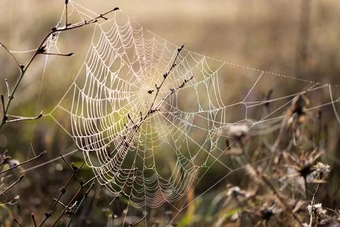 Dawn in the field. Web covered with dew. Meadow in Foto stock