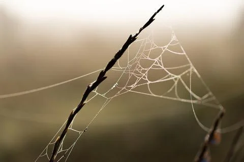Dawn in the field. Web covered with dew. Meadow in Foto stock