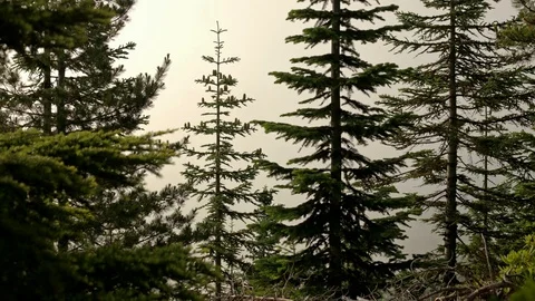 Dawn fog and clouds forest of subalpine fir trees on Mt. Hood Stock Footage 81614072