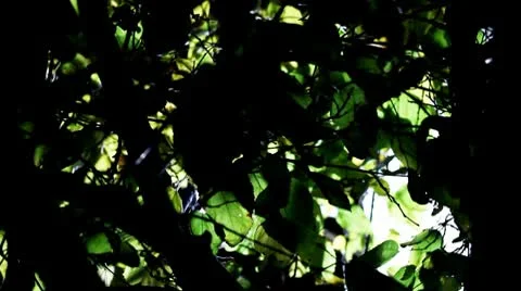 Dawn 스톡 동영상 10598738