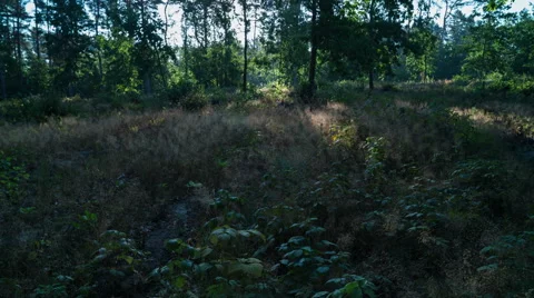 Dawn in the forest. Stock Footage 53245410