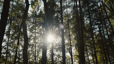 Dawn in the forest Stock-Footage 63302074