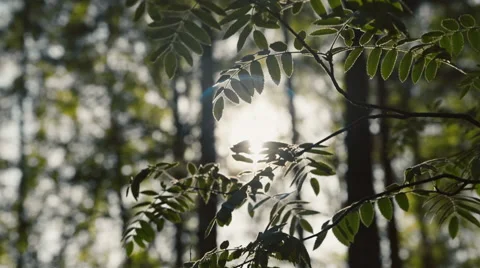 Dawn in the forest 스톡 동영상 63302109