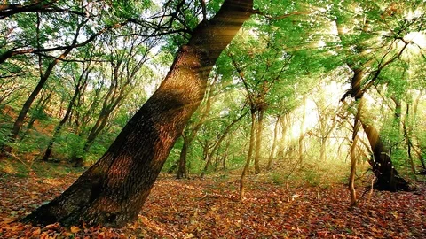 The dawn of the forest Stock Footage 80639829