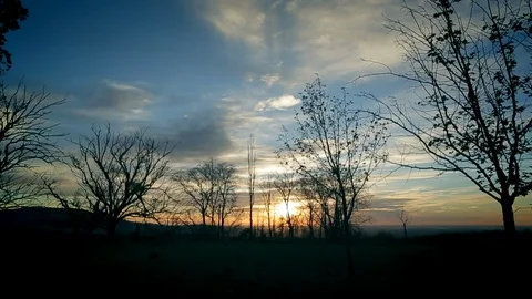 Dawn in a forest Stock Footage 117003592
