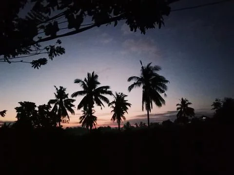 Dawn in the Forest Stock Photos