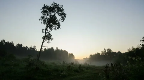 Dawn in the forest time-lapse Stock Footage