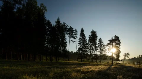 Dawn in the forest time-lapse Stock Footage 52613950