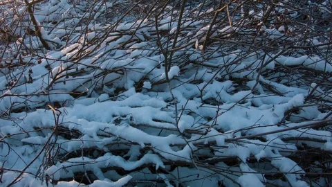 Dawn in the forest on a winter day. Video stock 80986347