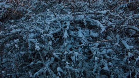 Dawn in the forest on a winter day. Video stock 80986580