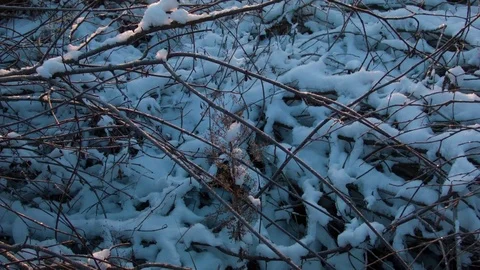 Dawn in the forest on a winter day. Stock-Footage 80986604