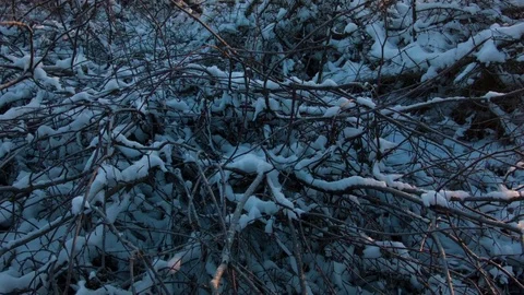 Dawn in the forest on a winter day. Vídeo Stock 80986623