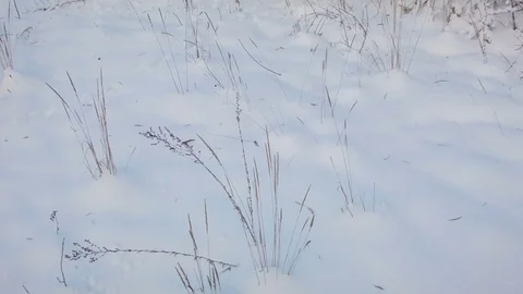 Dawn in the forest on a winter day 스톡 동영상 81051243