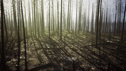 Dawn highlights burned trees and faint signs of regrowth amid devastation Stock Footage 330249698