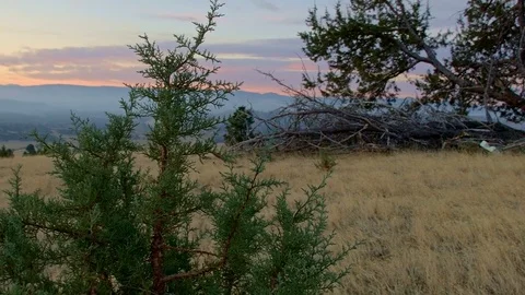 Dawn Juniper sapling 2 Western Ranch Oregon 19 Stock Footage 81615576