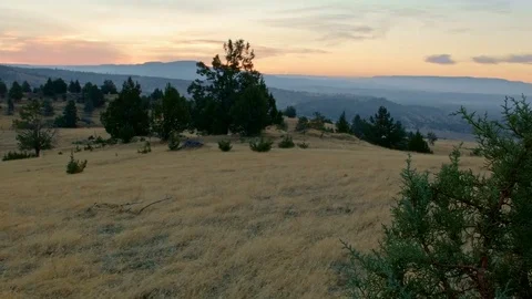 Dawn Juniper sapling Western Ranch Oregon 2 Stock-Footage 81615731