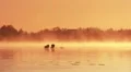 Dawn on the lake HD Footage