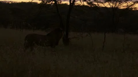 At dawn, lion in grass Stock Footage 12654761