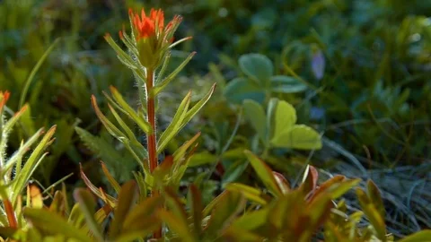 Dawn Macro Red Indian Paintbrush Flower Grandiflorum Wildflowers in spring Stock Footage 81991255