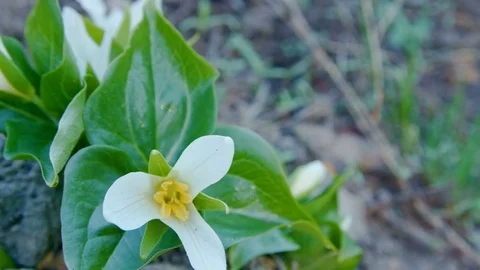 Dawn Macro White Trillium Tri Flower Grandiflorum Wildflowers in spring forest Stock-Footage 81617807