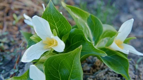 Dawn Macro White Trillium Tri Flower Grandiflorum Wildflowers in spring forest Stock Footage 81618410