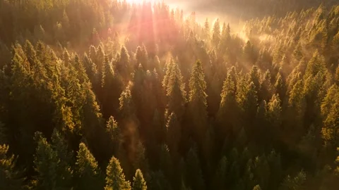 Dawn in the mountains in autumn. Sun rays break through the morning fog. Stock Footage 322135414