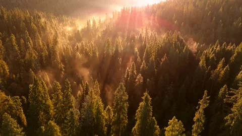 Dawn in the mountains in autumn. Sun rays break through the morning fog. Video stock 342958245