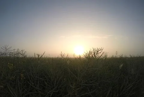 Dawn over the field Foto stock