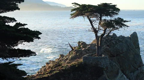 Dawn over a Monterey Cypress Tree on a Cliff Vídeo Stock 46016607