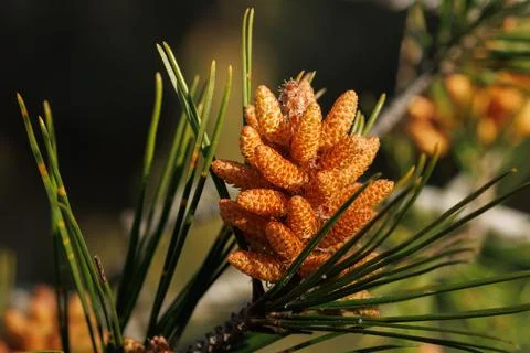 Dawn over pine seeds in spring, Alcoy, Spain Stockfoto's