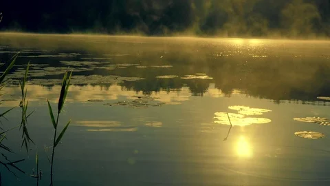 Dawn over the pond Видео 99579506