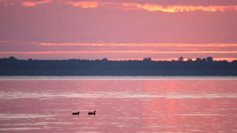 Dawn over river or lake with duck silhouettes on water Stock Footage 72130168